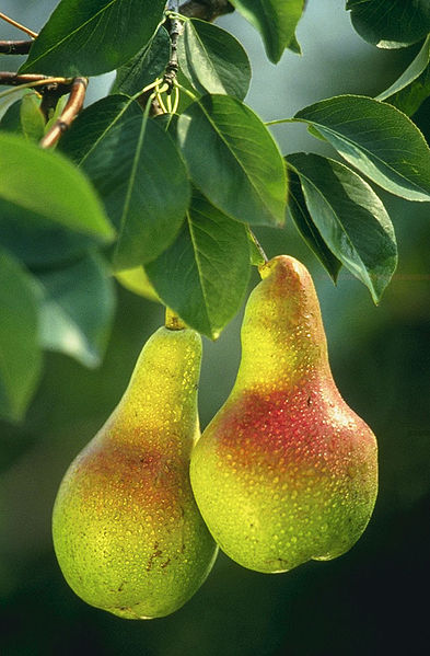 393px-Pears.jpg