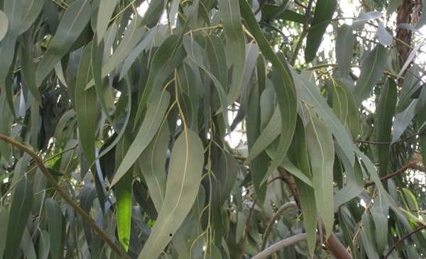 Eucalyptus-tree.jpg
