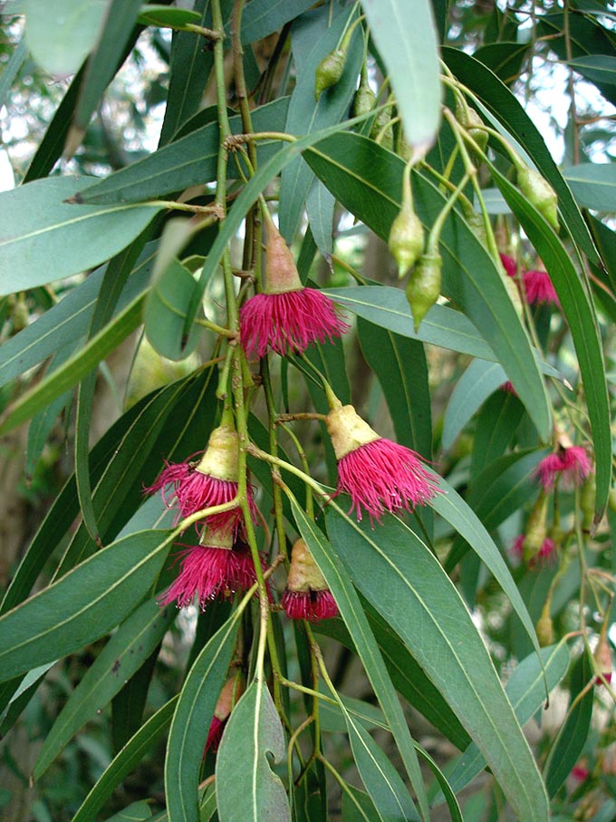 Eucalyptus_leucoxylon1.jpg