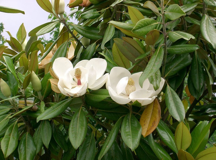Magnolia_grandiflora9.jpg