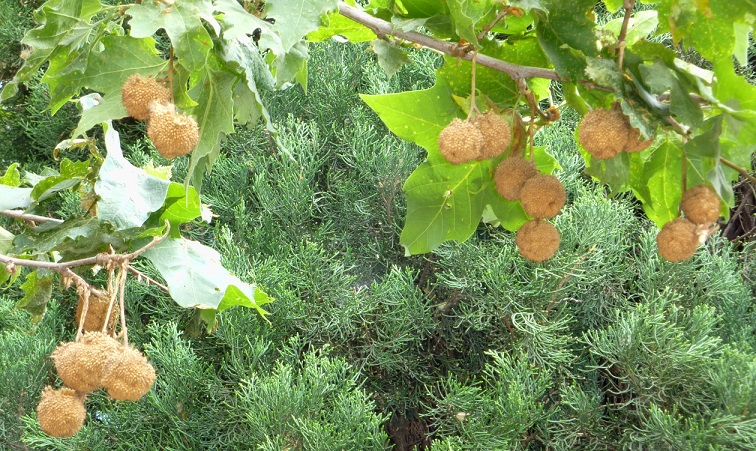 Platanus-wrightii-fruits.jpg
