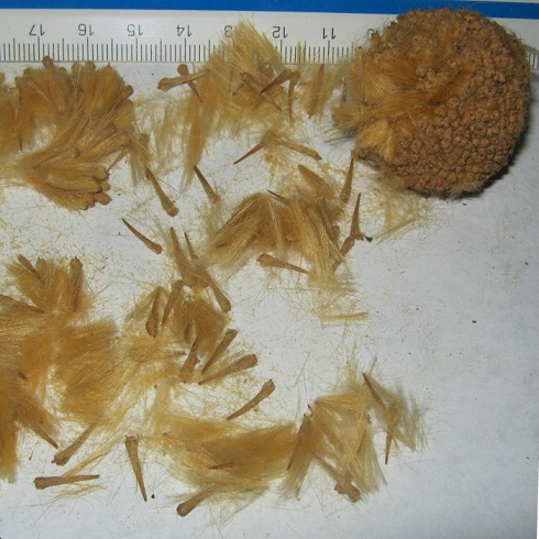Sycamore-Tree-seeds-pods-detailed-one-of-a-clutch-of-a-few-large-specimens-growing-well-here-in-Tampa-FL-Zone-9B-10-Mass-Spectrum-Botanicals.jpg