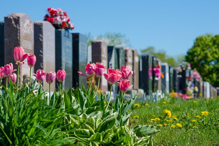 aligned-headstones-pink-tulips-main.jpg