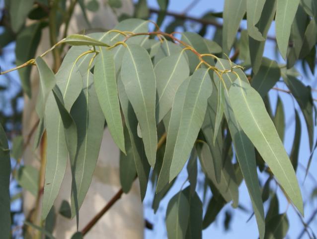 eucalyptus-floral-water-511-p.jpg