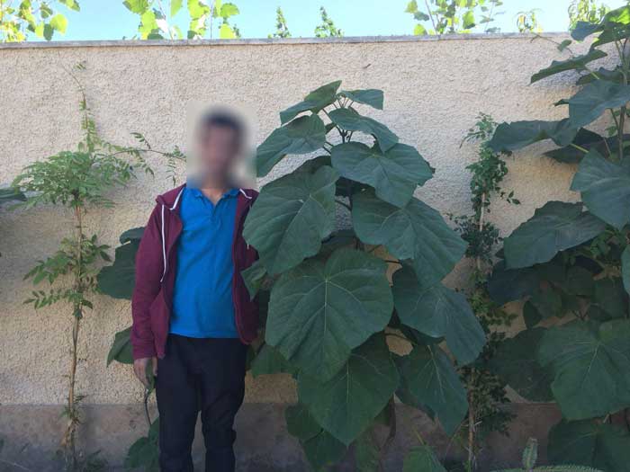 برگ پالونیا و آبیاری منظم