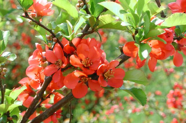 به ژاپنی