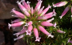 اریکا