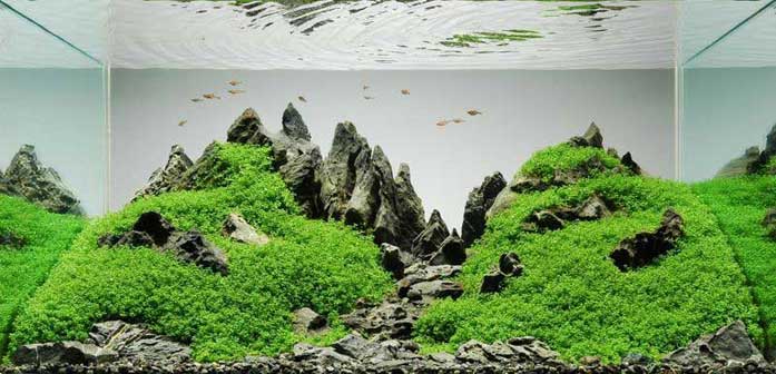 گیاهان آبزی زیر آبی