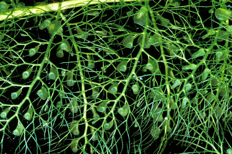 utricularia_macrorhiza_bladders_lg